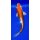 Koi 8- 20-25cm