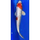 Koi 11- 20-25cm