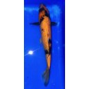 Koi 15- 20-25cm Utsuri