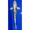 Koi 19- 20-25cm
