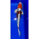 Koi 20- 20-25cm