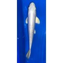Koi 2 25- 30cm