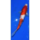 Koi 3 25- 30cm