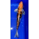 Koi 26- 20-25cm