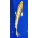 Koi 31- 20-25cm