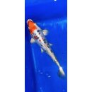 Koi 32- 20-25cm