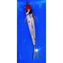 Koi 36- 20-25cm