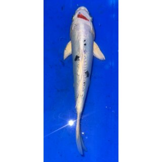 Koi 7 25- 30cm