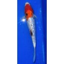 Koi 12 25- 30cm