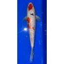 Koi 17 25- 30cm