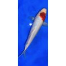 Koi 20 25- 30cm
