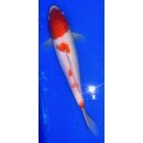 Koi 22 25- 30cm