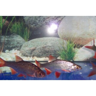 Rotfeder (Scardinius erythrophthalmus) 5- 7 cm