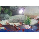 Rotfeder (Scardinius erythrophthalmus) 5- 7 cm