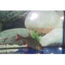 Rotfeder (Scardinius erythrophthalmus) 5- 7 cm