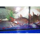 Rotfeder (Scardinius erythrophthalmus) 5- 7 cm