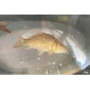 Schuppenkarpfen (Cyprinus Carpio) 7- 10 cm