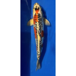 Koi 1 40-45cm Beni Kikokuryu