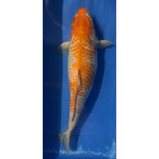 Koi 2 40-45cm