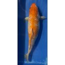 Koi 2 40-45cm