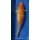 Koi 2 40-45cm