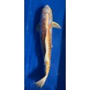 Koi 3 40-45cm