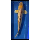 Koi 4 40-45cm Hariwake