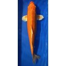 Koi 7 40-45cm Orenji Ogon