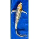 Butterfly Koi 10 20- 25cm