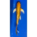 Butterfly Koi 14 20- 25cm
