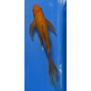 Butterfly Koi 8 20- 25cm Chagoi
