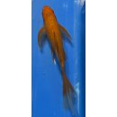 Butterfly Koi 8 20- 25cm Chagoi