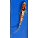Butterfly Koi 19 20- 25cm Sanke