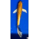 Butterfly Koi 20 20- 25cm