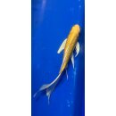 Butterfly Koi 24 20- 25cm Yamabuki Ogon