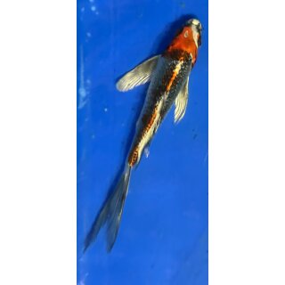 Butterfly Koi 27 20- 25cm Kujaku metallic