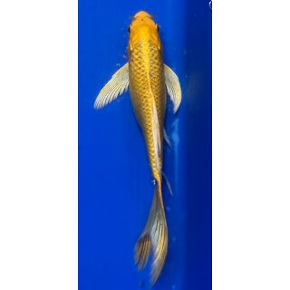 Butterfly Koi 29 20- 25cm