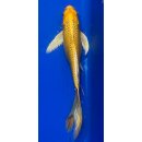 Butterfly Koi 29 20- 25cm