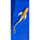 Butterfly Koi 33 20- 25cm Hariwake
