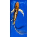 Butterfly Koi 35 20- 25cm
