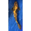 Koi 11 40-45cm Utsuri