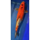 Koi 12 40-45cm