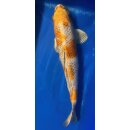 Koi 13 40-45cm Kujaku