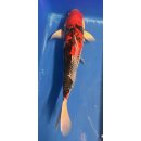 Koi 8 40-45cm