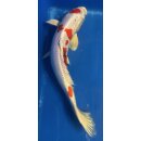 Koi 16 40-45cm
