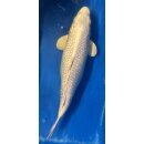 Koi 19 40-45cm Platin Ogon GinRin