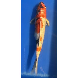 Koi 1-35- 40 cm