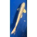 Koi 6 30- 35cm Platin Ogon GinRin