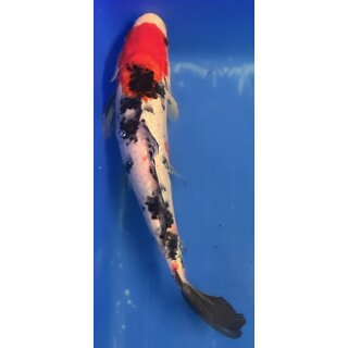 Koi 7 30- 35cm