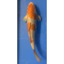 Koi 10 30- 35cm Ochiba